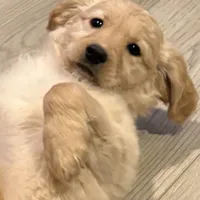 Hazel, a female Goldendoodle and Poodle - Miniature  for sale in Tipp City, OH – Photo 4 of 5