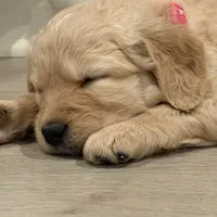 Hazel, a female Goldendoodle and Poodle - Miniature  for sale in Tipp City, OH – Photo 2 of 5