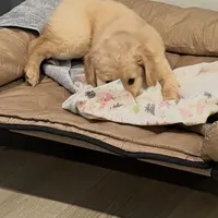 Hazel, a female Goldendoodle and Poodle - Miniature  for sale in Tipp City, OH – Photo 5 of 5
