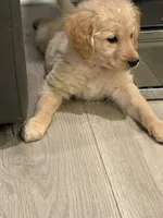 processed/fa222d06-3017-4163-a66d-bd620a24cb69/listing/791bf839-3962-4517-b461-fa77349a98fa/42ff7224-c437-443c-a4b7-a8d901c83a3e