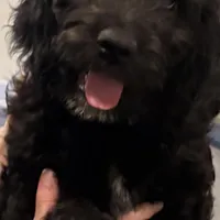 Bo Blu , a male Goldendoodle and Poodle - Miniature  for sale in Tipp City, OH – Photo 1 of 3