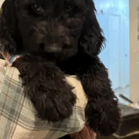 Bo Blu , a male Goldendoodle and Poodle - Miniature  for sale in Tipp City, OH – Photo 2 of 3