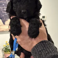 Bo Blu , a male Goldendoodle and Poodle - Miniature  for sale in Tipp City, OH – Photo 3 of 3