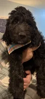 Bo Blu , a male Goldendoodle and Poodle - Miniature  for sale in Tipp City, OH – Photo 7 of 7