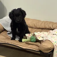 Mary Alice, a female Goldendoodle and Poodle - Miniature  for sale in Tipp City, OH – Photo 2 of 4