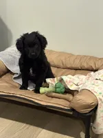 Stormy, a female Goldendoodle and Poodle - Miniature  for sale in Tipp City, OH – Photo 4 of 4
