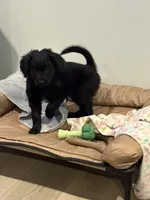 Stormy, a female Goldendoodle and Poodle - Miniature  for sale in Tipp City, OH – Photo 3 of 4