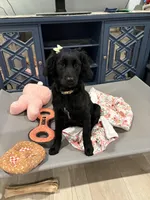 Mary Alice, a female Goldendoodle and Poodle - Miniature  for sale in Tipp City, OH – 7 of 8