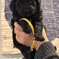 Mary Alice, a female Goldendoodle and Poodle - Miniature  for sale in Tipp City, OH – Photo 4 of 4