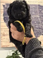 Stormy, a female Goldendoodle and Poodle - Miniature  for sale in Tipp City, OH – Photo 2 of 4