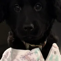 Mary Alice, a female Goldendoodle and Poodle - Miniature  for sale in Tipp City, OH – Photo 3 of 4