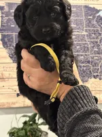 Stormy, a female Goldendoodle and Poodle - Miniature  for sale in Tipp City, OH – Photo 1 of 4