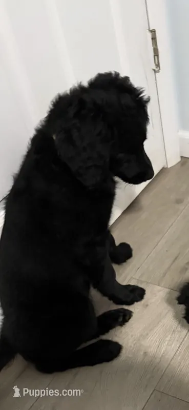 Mary Alice – Goldendoodle, Poodle - Miniature  puppy for sale in Tipp City, OH