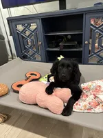 Mary Alice, a female Goldendoodle and Poodle - Miniature  for sale in Tipp City, OH – 4 of 8