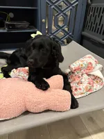 Mary Alice, a female Goldendoodle and Poodle - Miniature  for sale in Tipp City, OH – 8 of 8