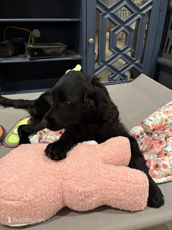 Mary Alice – Goldendoodle, Poodle - Miniature  puppy for sale in Tipp City, OH