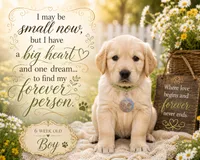 Lt. Green Boy, a male Golden Retriever for sale in Poughkeepsie, NY – 2 of 8