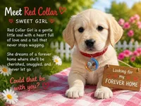 Red Girl , a female Golden Retriever for sale in Poughkeepsie, NY – 2 of 2