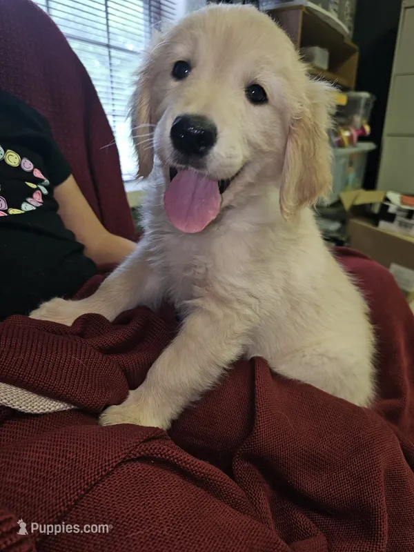 Dark Green  – Golden Retriever puppy for sale in Poughkeepsie, NY