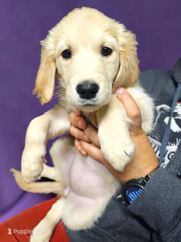 Purple Girl  – Golden Retriever puppy for sale in Poughkeepsie, NY