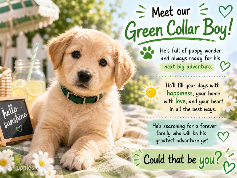 Dark Green  – Golden Retriever puppy for sale in Poughkeepsie, NY