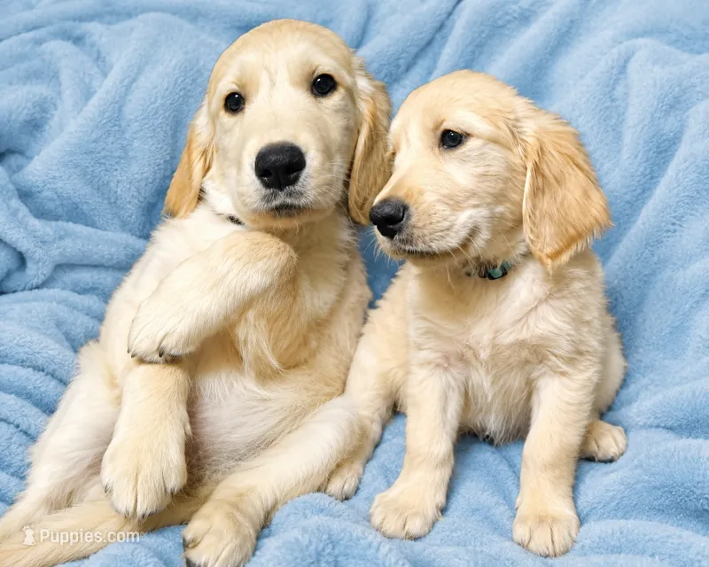 Lt Blue Girl  – Golden Retriever puppy for sale in Poughkeepsie, NY