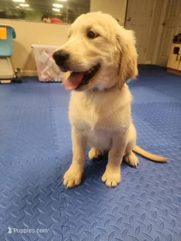 Lt Blue Girl  – Golden Retriever puppy for sale in Poughkeepsie, NY