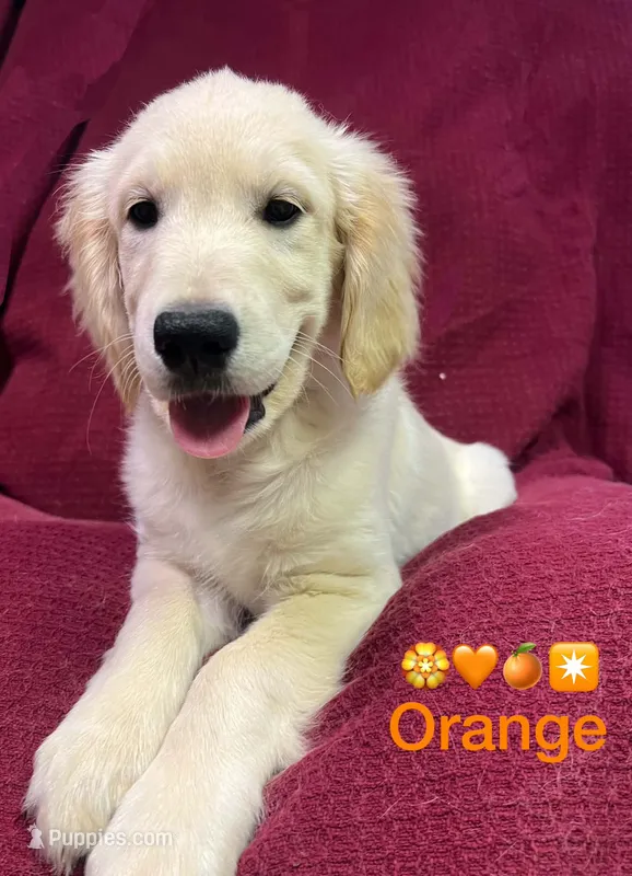 Orange Girl  – Golden Retriever puppy for sale in Poughkeepsie, NY