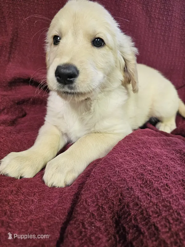 Black Boy  – Golden Retriever puppy for sale in Poughkeepsie, NY