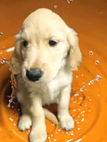 Orange Girl , a female Golden Retriever for sale in Poughkeepsie, NY – 2 of 6