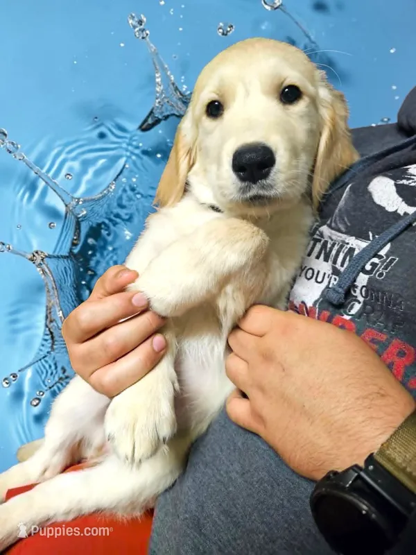 Lt Blue Girl  – Golden Retriever puppy for sale in Poughkeepsie, NY