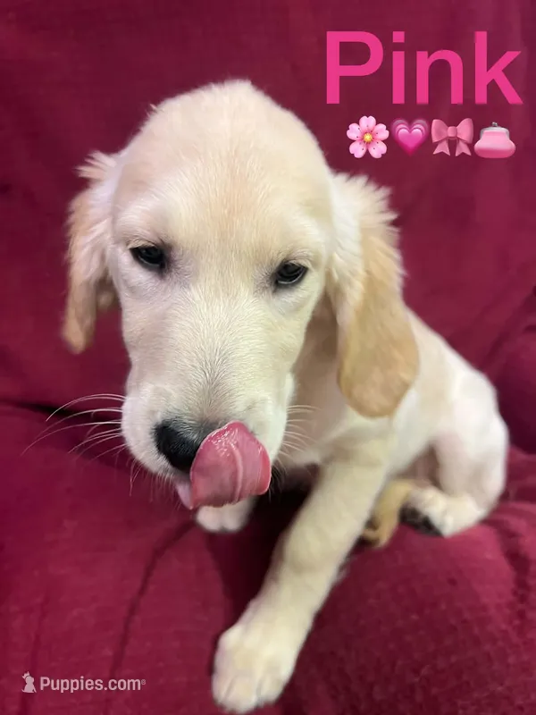 Pink Girl  – Golden Retriever puppy for sale in Poughkeepsie, NY