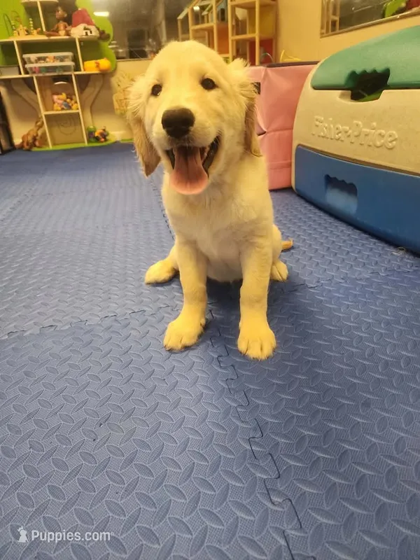 Yellow Girl  – Golden Retriever puppy for sale in Poughkeepsie, NY