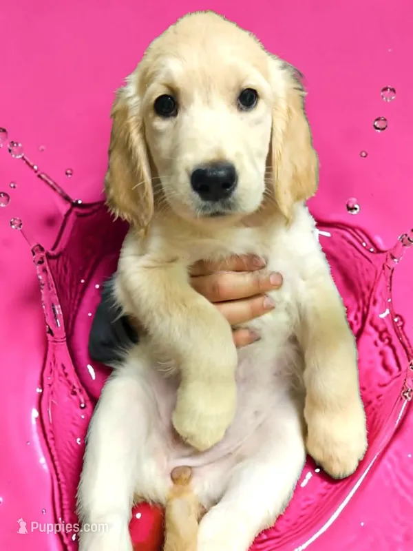 Pink Girl  – Golden Retriever puppy for sale in Poughkeepsie, NY