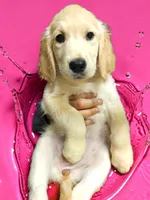Pink Girl , a female Golden Retriever for sale in Poughkeepsie, NY – 2 of 6