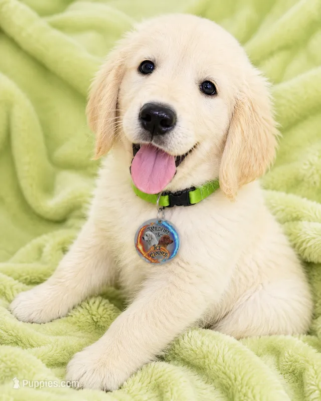 Lt. Green Boy – Golden Retriever puppy for sale in Poughkeepsie, NY