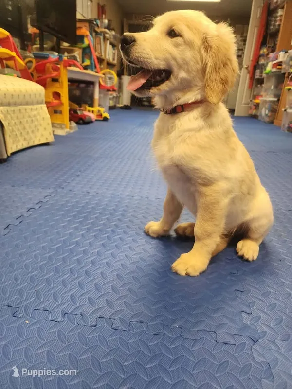 Pink Girl  – Golden Retriever puppy for sale in Poughkeepsie, NY