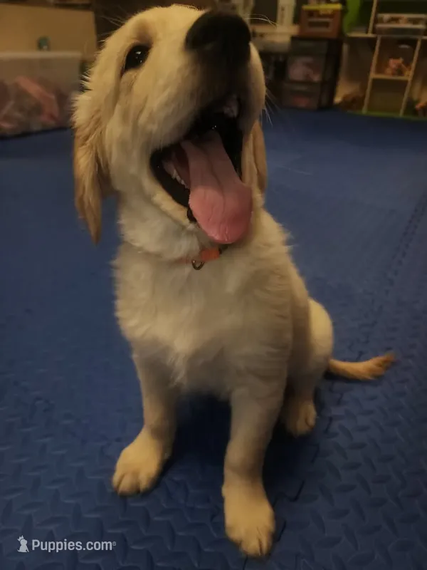 Orange Girl  – Golden Retriever puppy for sale in Poughkeepsie, NY