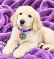 Purple Girl , a female Golden Retriever for sale in Poughkeepsie, NY – 1 of 2