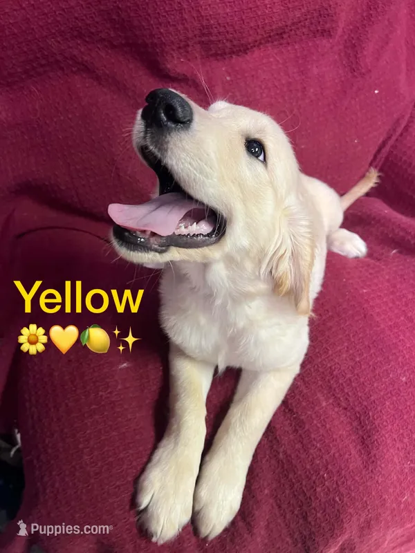 Yellow Girl  – Golden Retriever puppy for sale in Poughkeepsie, NY