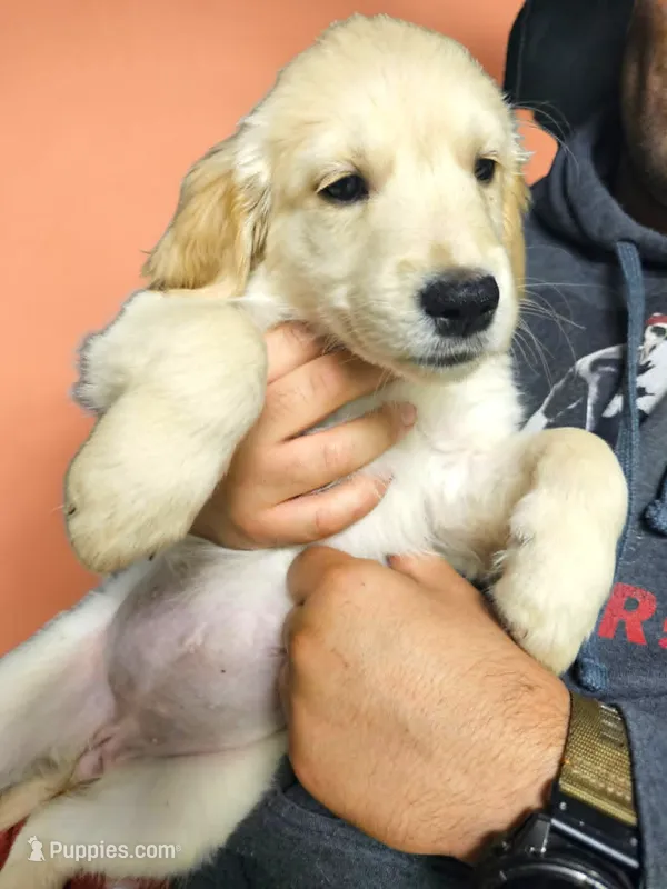 Orange Girl  – Golden Retriever puppy for sale in Poughkeepsie, NY