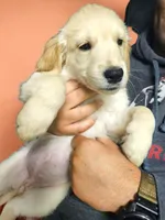 Orange Girl , a female Golden Retriever for sale in Poughkeepsie, NY – 3 of 6