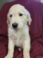 Lt. Green Boy, a male Golden Retriever for sale in Poughkeepsie, NY – 3 of 8
