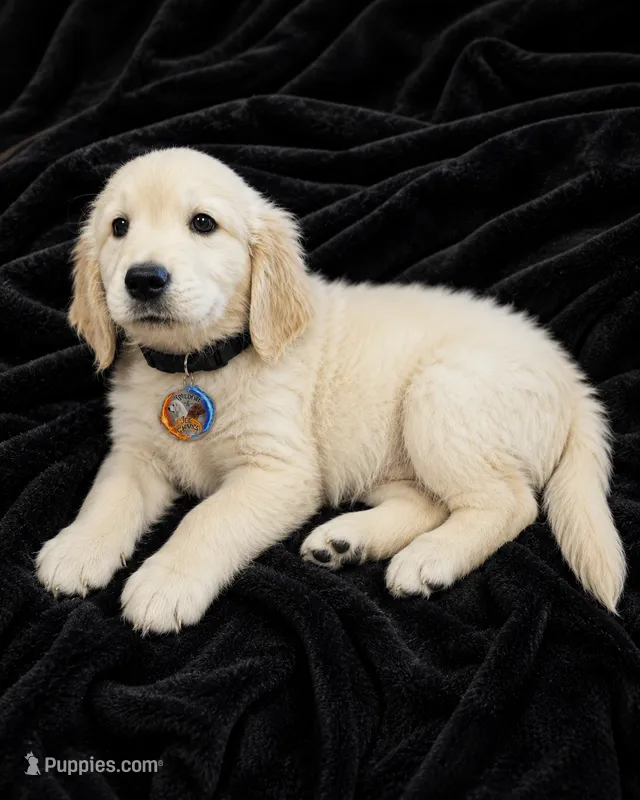 Black Boy  – Golden Retriever puppy for sale in Poughkeepsie, NY