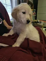 Lt. Green Boy, a male Golden Retriever for sale in Poughkeepsie, NY – 7 of 8