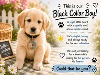 Black Boy , a male Golden Retriever for sale in Poughkeepsie, NY – 1 of 1