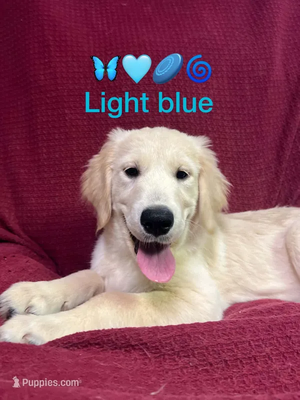Lt Blue Girl  – Golden Retriever puppy for sale in Poughkeepsie, NY