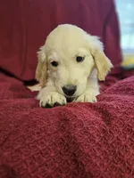 Lt. Green Boy, a male Golden Retriever for sale in Poughkeepsie, NY – 4 of 8