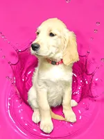 Pink Girl , a female Golden Retriever for sale in Poughkeepsie, NY – 3 of 6