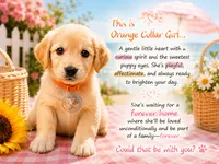 Orange Girl , a female Golden Retriever for sale in Poughkeepsie, NY – 1 of 1